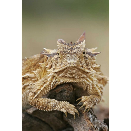 TX, Linn, Cozad Ranch Horned lizard on a stump